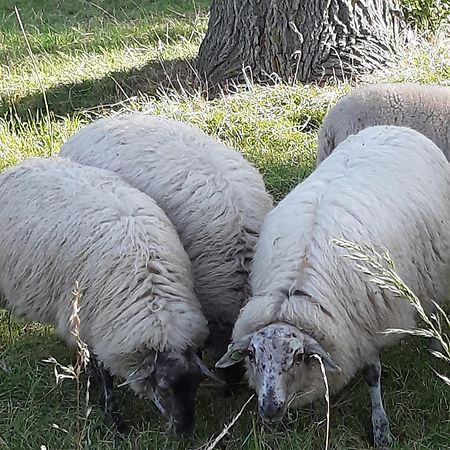 Tuinhuis Lutjewinkel Zewnętrze zdjęcie