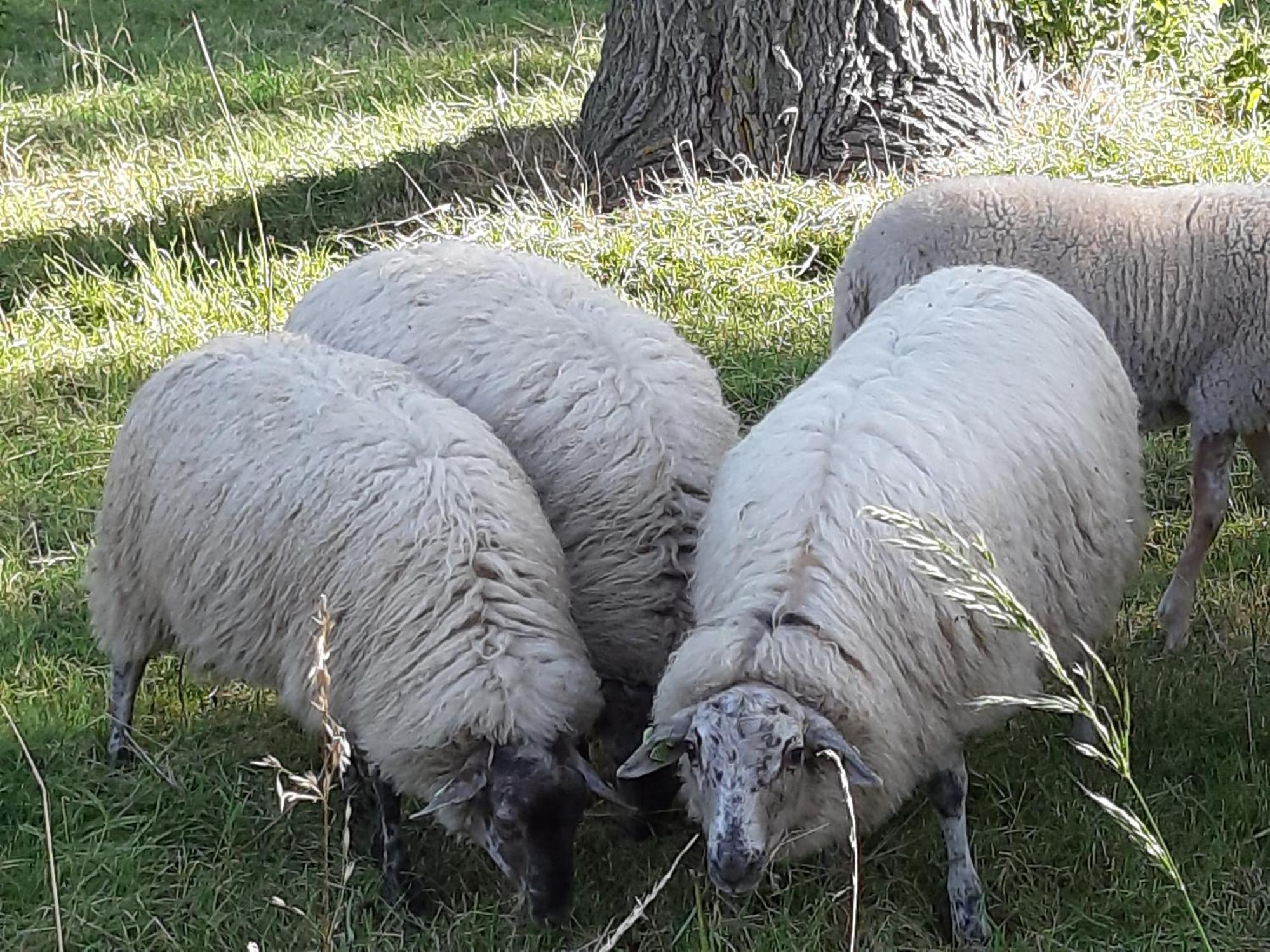 Tuinhuis Lutjewinkel Zewnętrze zdjęcie