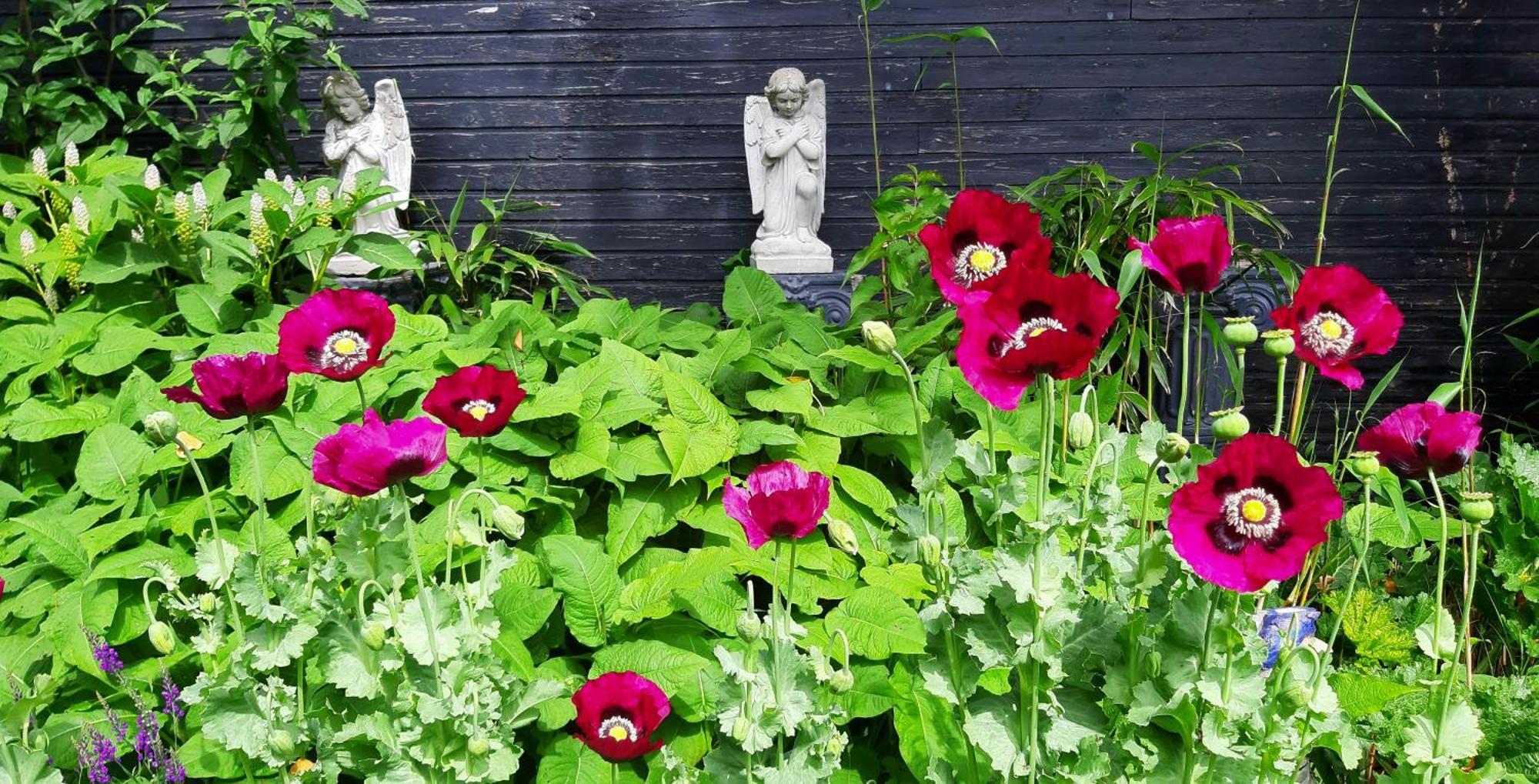 Tuinhuis Lutjewinkel Zewnętrze zdjęcie